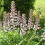 Acanthus Spinosus (Bear's Breeches) (Acanthus spinosus (Bear's breeches))