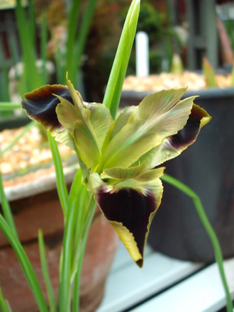 Snake's head Iris....for David.