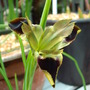 Snake's head Iris....for David.