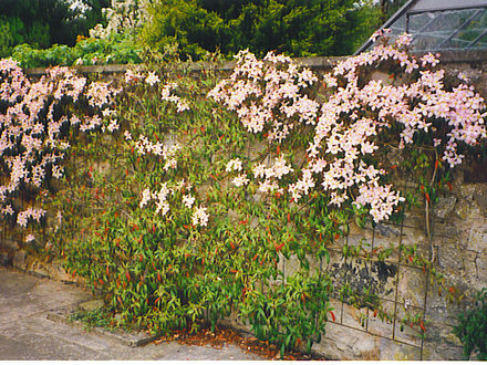 Spring welcome (Cotoneaster salicifolious floccosusus,Cotoneaster “ Streibs Findling,”Clematis “Montana Rubens”)