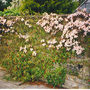 Spring welcome (Cotoneaster salicifolious floccosusus,Cotoneaster “ Streibs Findling,”Clematis “Montana Rubens”)