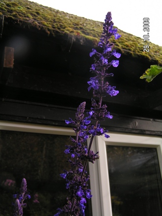 Still flowering my socks off! (Salvia 'Mystic Spires')