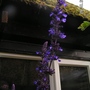 Still flowering my socks off! (Salvia 'Mystic Spires')
