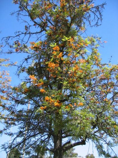Grevillea robusta ( Silky Oak ) (Grevillea robusta)
