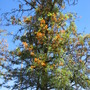 Grevillea robusta