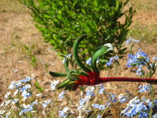 Kangaroo paw
