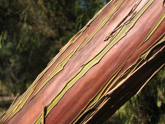 stringy bark