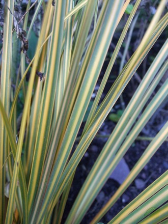 Libertia peregrinans 'Goldfinger' (Libertia peregrinans (New Zealand Iris))