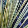Libertia_perigrinans__goldfinger_