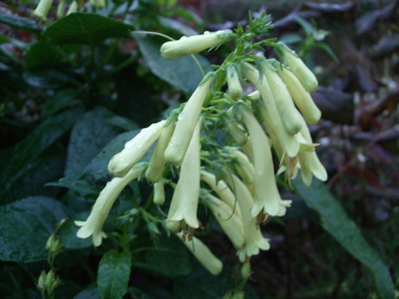 Phygelius x rectus 'Moonraker' (Phygelius x rectus (Cape fuchsia))