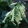 Phygelius__moonraker_