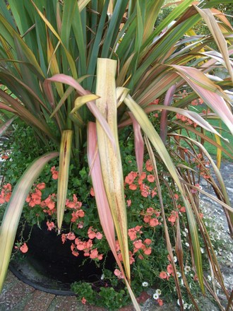 Phormium tenax 'Jester' (Phormium tenax)