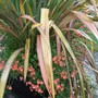 Phormium tenax 'Jester' (Phormium tenax)