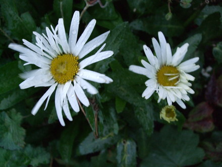 Leucanthemum 'Lacrosse' (Leucanthemum)