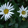 Leucanthemum__lacrosse_