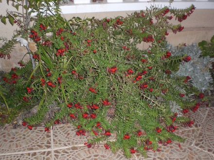 whole plant