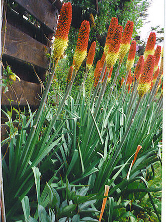 Grannys Red Hot Pokers (Kniphofia)