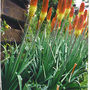 Grannys Red Hot Pokers (Kniphofia)