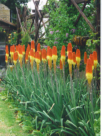 Kniphofia 2 (Kniphofia)