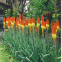 Kniphofia_4