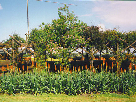 Kniphofia 3 (Kniphofia)