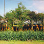 Kniphofia 3 (Kniphofia)