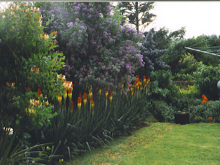Calm that sizzling red hot pokers (Solunum crispum 