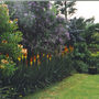 Kniphofia_7