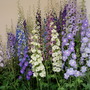 chelsea flower show 2008