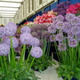 Chelsea_flower_show_069