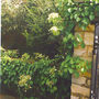 Climbing Hydrangea at front gate (Hydrangea petiolaris (Climbing Hydrangea))