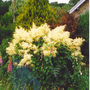 A froth of cream (Aruncus dioicus (Goatsbeard))