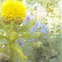 Great Golden Knapweed (Centaurea macrocephala (Great Golden Knapweed))