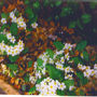 Wild Primroses (Primula vulgaris (Native primrose))