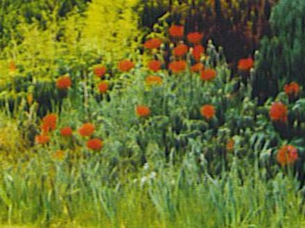 Papavar orientale (Papaver orientale (Oriental poppy))