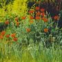 Poppies