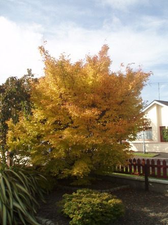 Acer palmatum 'Sango-Kaku'