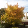 Acer__senkaki__in_autumn__2_
