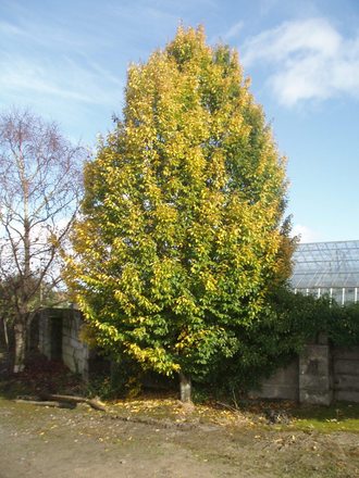 Hornbeam (Carpinus betulus 'Fastigiatus')