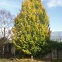 Hornbeam (Carpinus betulus 'Fastigiatus')