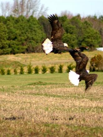 Bald Eagles Sparring (Haliaeetus leucocephalus)
