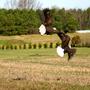 Eagles_sparring1__small_
