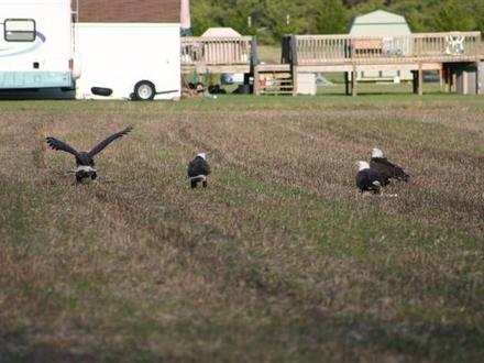 4 Bald Eagles sitting on the ground together (Haliaeetus leucocephalus)