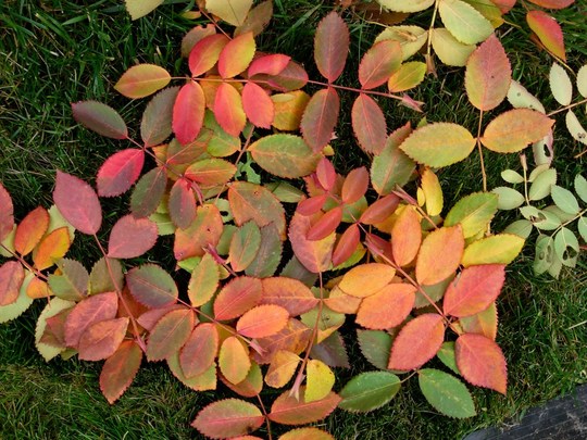 Autumn rose leaves (Rosa 'John Davis')