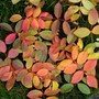 Autumn rose leaves (Rosa 'John Davis')