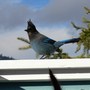 Stellers Jay