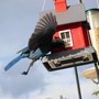 Stellers jay