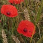 Poppies