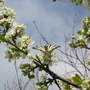 Flowering plum tree (Papilio machaon)