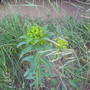 Euphorbia (Euphorbia)